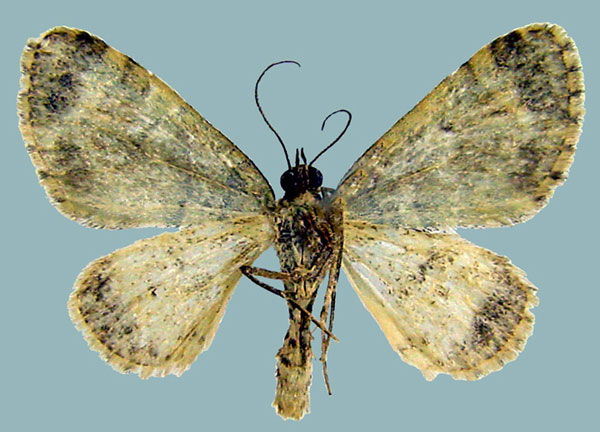 /filer/webapps/moths/media/images/P/prasinaria_Piercia_AM_Staudeb.jpg