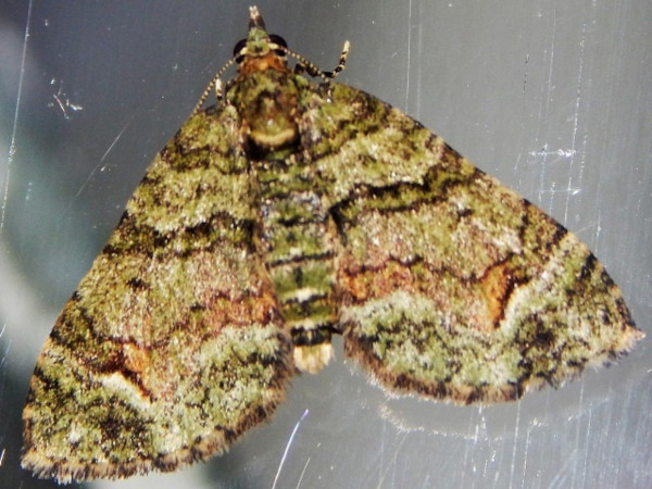 /filer/webapps/moths/media/images/P/prasinaria_Piercia_A_Grobler.jpg