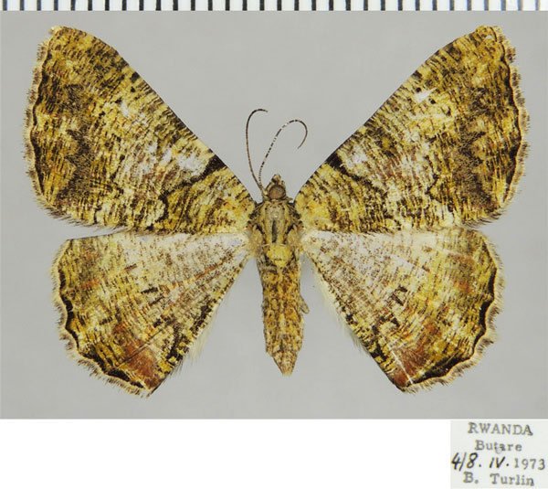 /filer/webapps/moths/media/images/P/prasinaria_Xylopteryx_AF_ZSM_01.jpg