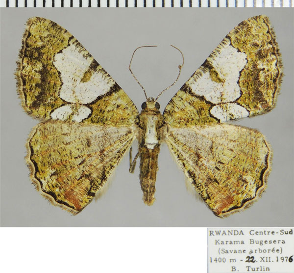 /filer/webapps/moths/media/images/P/prasinaria_Xylopteryx_AF_ZSM_02.jpg