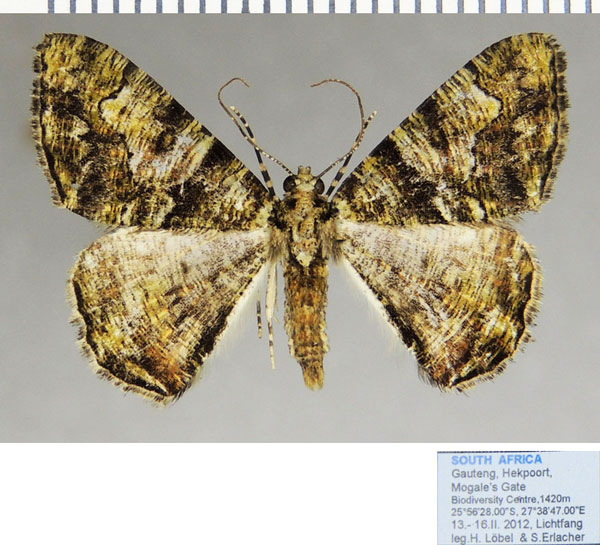 /filer/webapps/moths/media/images/P/prasinaria_Xylopteryx_AM_ZSM.jpg