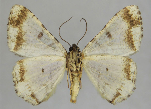 /filer/webapps/moths/media/images/P/prasinaria_Xylopteryx_AM_ZSMb.jpg