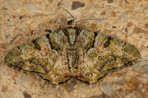 /filer/webapps/moths/media/images/P/prasinaria_Xylopteryx_A_Heynsa.jpg