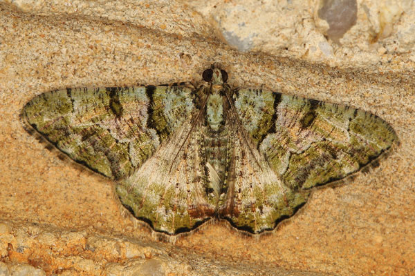 /filer/webapps/moths/media/images/P/prasinaria_Xylopteryx_A_Heynsb.jpg