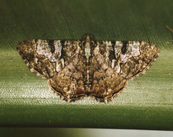 /filer/webapps/moths/media/images/P/prasinaria_Xylopteryx_A_Roland_18.jpg