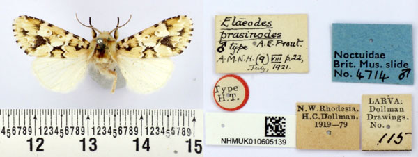 /filer/webapps/moths/media/images/P/prasinodes_Elaeodes_HT_BMNH.jpg