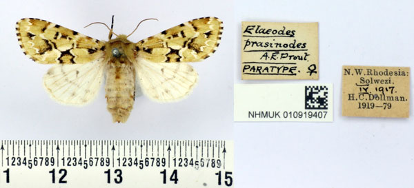 /filer/webapps/moths/media/images/P/prasinodes_Elaeodes_PT_BMNH.jpg