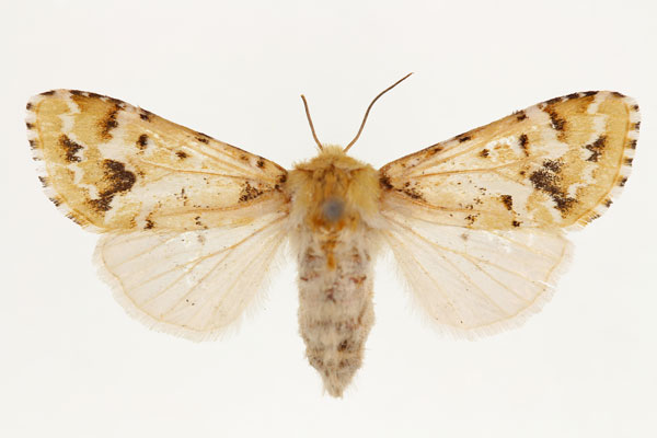 /filer/webapps/moths/media/images/P/prasinodes_Nyodes_AF_RMCA.jpg