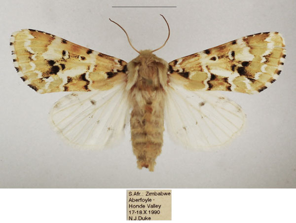 /filer/webapps/moths/media/images/P/prasinodes_Nyodes_AF_TMSA_01.jpg