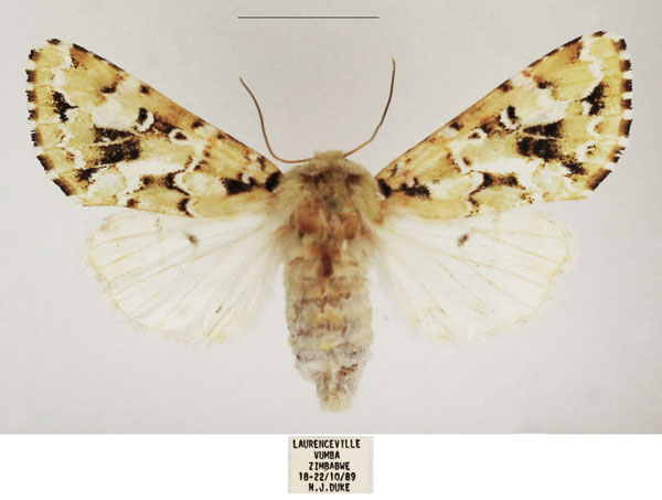 /filer/webapps/moths/media/images/P/prasinodes_Nyodes_AF_TMSA_02.jpg