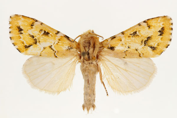 /filer/webapps/moths/media/images/P/prasinodes_Nyodes_AM_RMCA.jpg