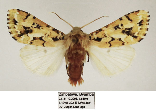 /filer/webapps/moths/media/images/P/prasinodes_Nyodes_AM_TMSA_02.jpg