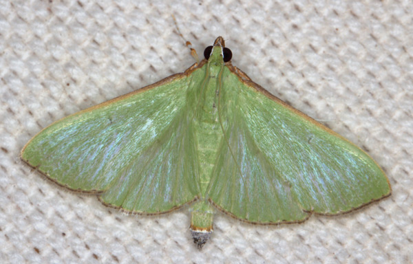 /filer/webapps/moths/media/images/P/prasinophila_Parotis_A_Heyns_02.jpg