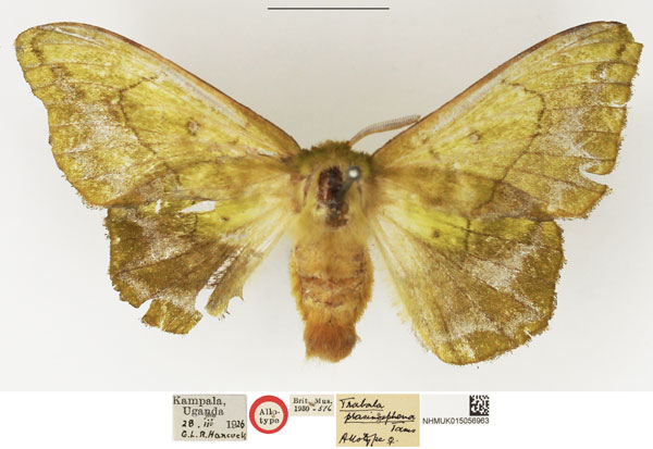 /filer/webapps/moths/media/images/P/prasinosphena_Trabala_AT_NHMUK.jpg
