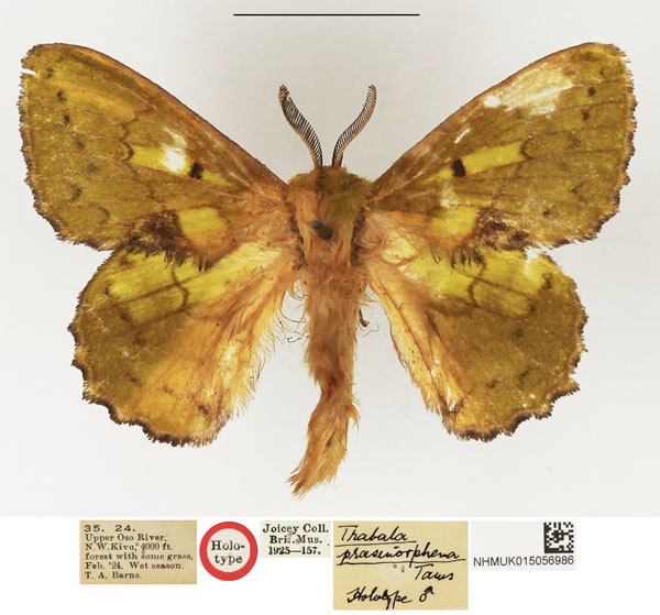 /filer/webapps/moths/media/images/P/prasinosphena_Trabala_HT_NHMUK.jpg