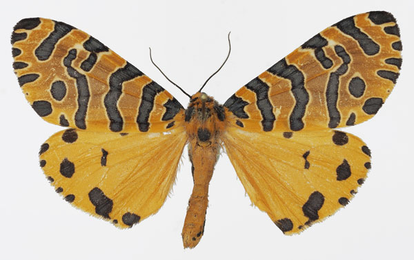 /filer/webapps/moths/media/images/P/pratti_Amphicallia_AM_Basquin.jpg