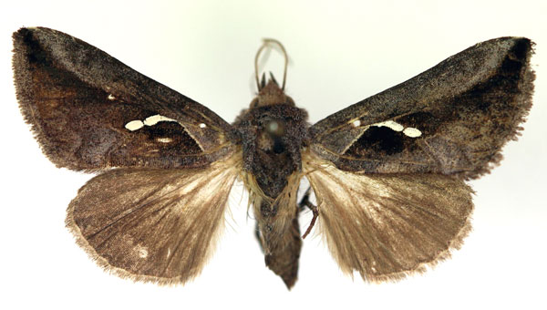 /filer/webapps/moths/media/images/P/pratti_Eutheiaplusia_A_RMCA.jpg