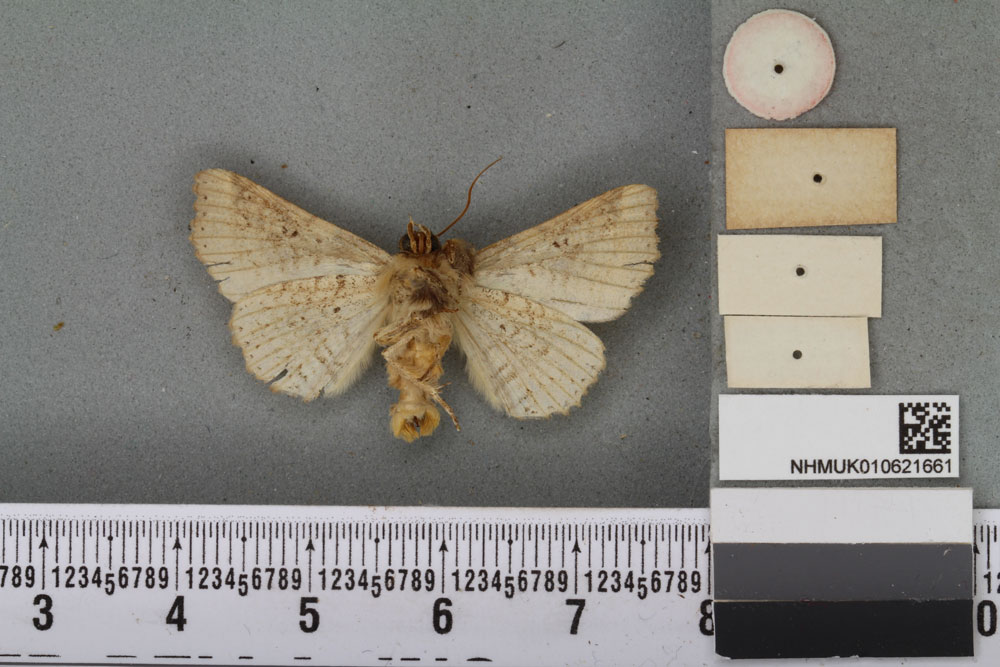/filer/webapps/moths/media/images/P/pratti_Phlegetonia_HT_BMNHb.jpg