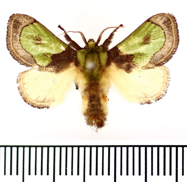 /filer/webapps/moths/media/images/P/prava_Parasa_AM_BMNH.jpg
