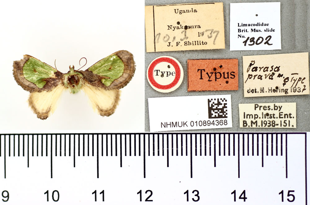 /filer/webapps/moths/media/images/P/prava_Parasa_AT_BMNH.jpg