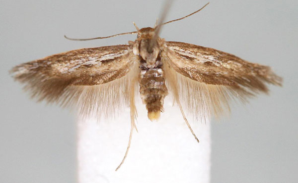 /filer/webapps/moths/media/images/P/pravitella_Scythris_HT_BMNH.jpg