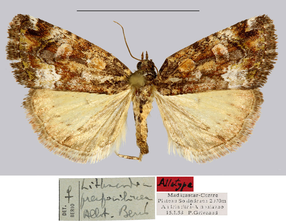 /filer/webapps/moths/media/images/P/preapicilinea_Lithacodia_AT_MNHN.jpg
