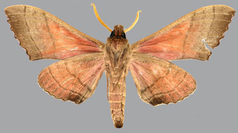 /filer/webapps/moths/media/images/P/prestonclarki_Rufoclanis_HT_CMNHb.jpg