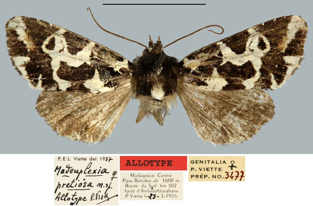 /filer/webapps/moths/media/images/P/pretiosa_Madeuplexia_AT_MNHN.jpg