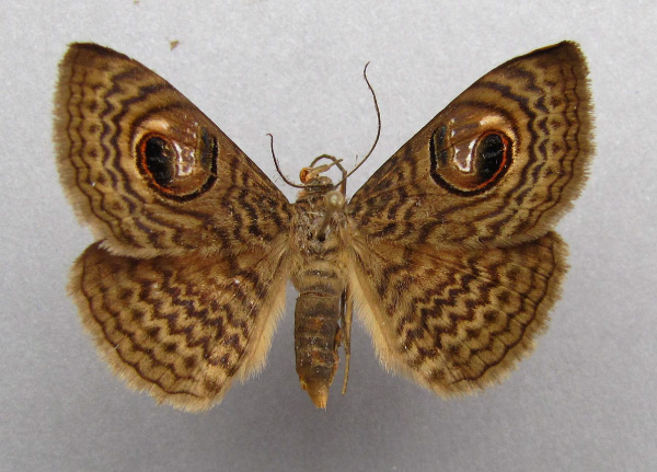 /filer/webapps/moths/media/images/P/pretiosissima_Calliodes_A_Baron.jpg