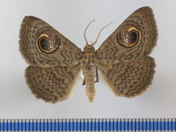 /filer/webapps/moths/media/images/P/pretiosissima_Calliodes_A_MGCLa_01.JPG