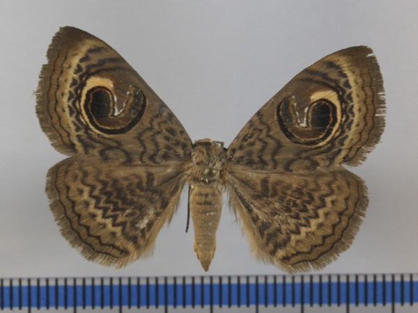 /filer/webapps/moths/media/images/P/pretiosissima_Calliodes_A_MGCLa_02.JPG