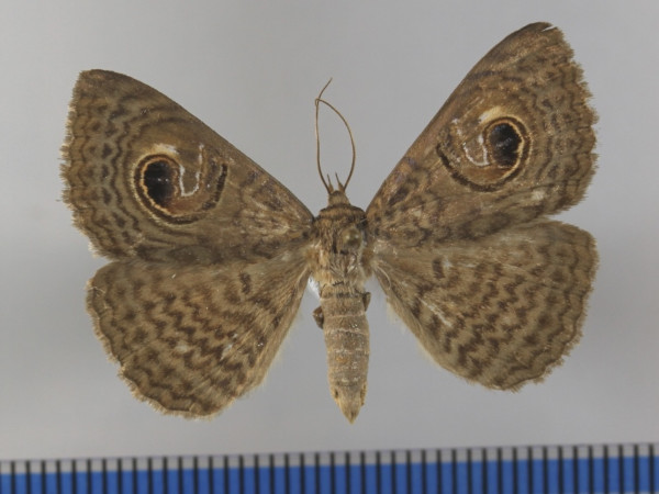 /filer/webapps/moths/media/images/P/pretiosissima_Calliodes_A_MGCLa_03.JPG