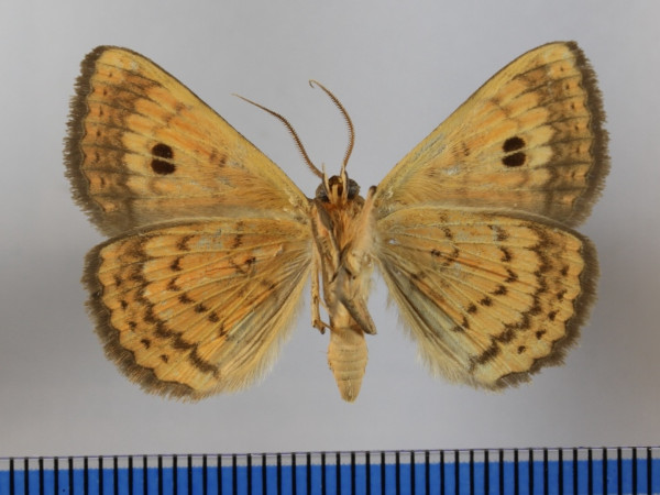 /filer/webapps/moths/media/images/P/pretiosissima_Calliodes_A_MGCLb_01.JPG