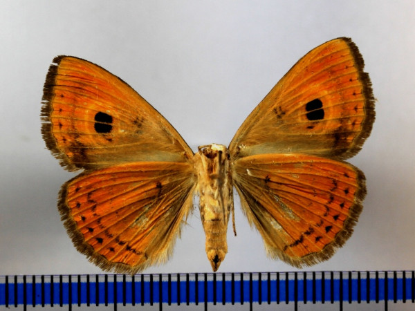 /filer/webapps/moths/media/images/P/pretiosissima_Calliodes_A_MGCLb_02.JPG