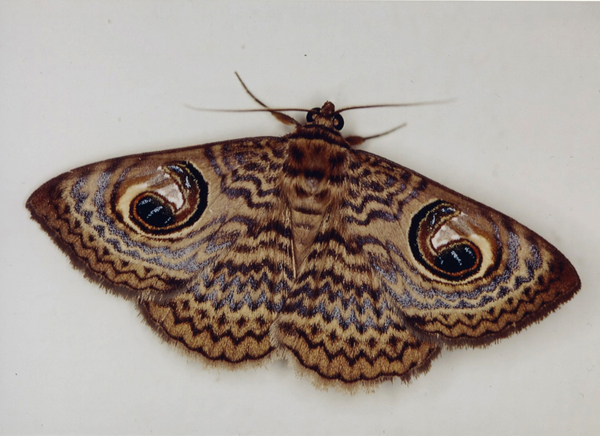 /filer/webapps/moths/media/images/P/pretiosissima_Calliodes_A_Roland_05.jpg
