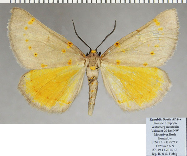 /filer/webapps/moths/media/images/P/pretoria_Nassinia_AF_ZSM.jpg
