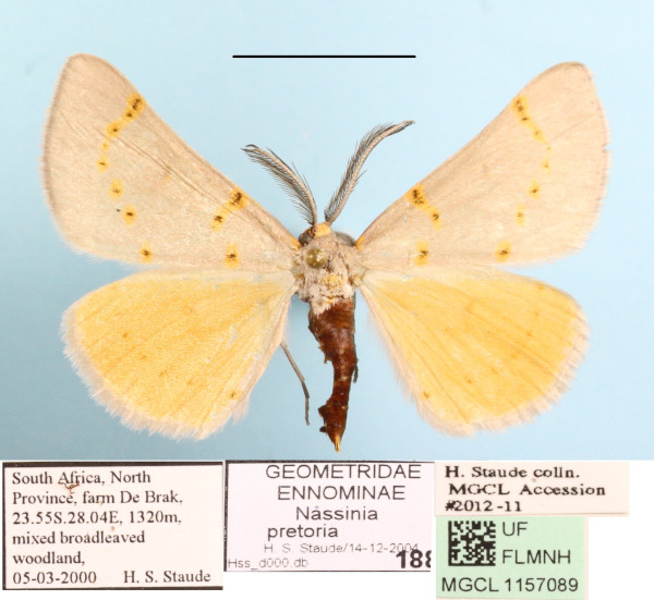 /filer/webapps/moths/media/images/P/pretoria_Nassinia_A_MGCL_01.jpg