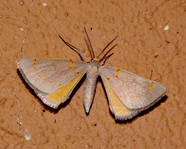 /filer/webapps/moths/media/images/P/pretoria_Nassinia_A_Roland_01.jpg