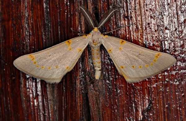 /filer/webapps/moths/media/images/P/pretoria_Nassinia_A_Roland_01_Lq4qfH6.jpg