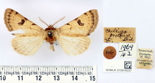 /filer/webapps/moths/media/images/P/pretoriae_Chalciope_HT_BMNH.jpg