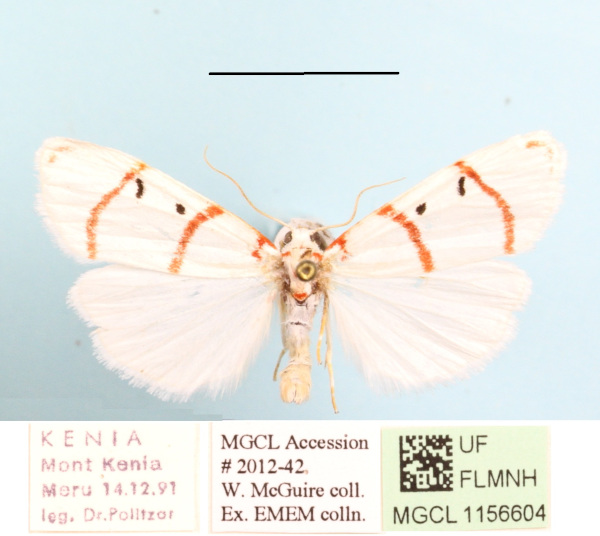 /filer/webapps/moths/media/images/P/pretoriae_Cyana_A_MGCLa_03.JPG