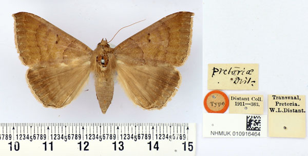 /filer/webapps/moths/media/images/P/pretoriae_Ophisma_ST_BMNH.jpg