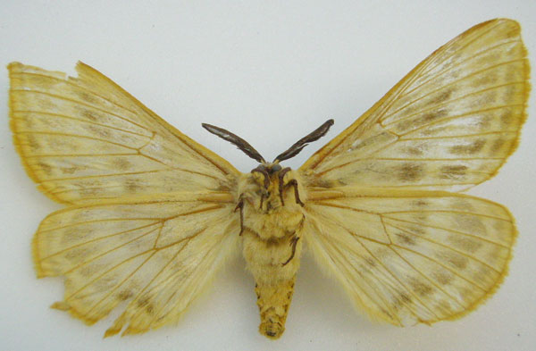 /filer/webapps/moths/media/images/P/pretoriae_Sangatissa_HT_NHMUKb.jpg
