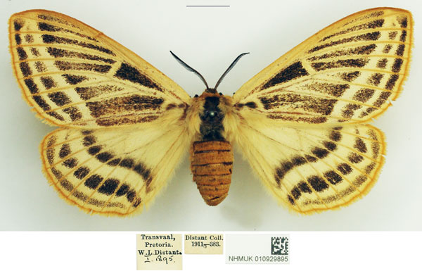 /filer/webapps/moths/media/images/P/pretoriae_Tissanga_AF_NHMUK.jpg