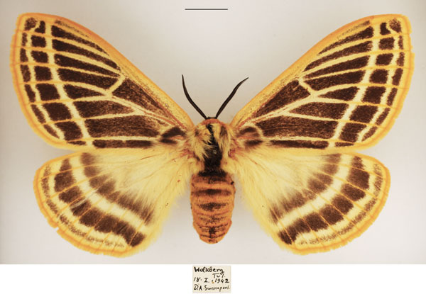/filer/webapps/moths/media/images/P/pretoriae_Tissanga_AF_TMSA.jpg
