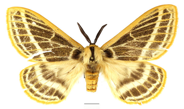 /filer/webapps/moths/media/images/P/pretoriae_Tissanga_AM_Basquin_01.jpg
