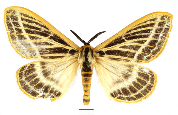 /filer/webapps/moths/media/images/P/pretoriae_Tissanga_AM_Basquin_02.jpg