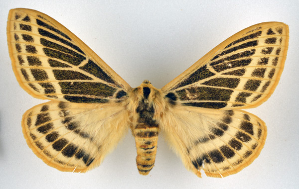 /filer/webapps/moths/media/images/P/pretoriae_Tissanga_AM_NHMO.jpg