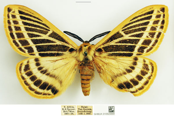 /filer/webapps/moths/media/images/P/pretoriae_Tissanga_AM_NHMUK.jpg