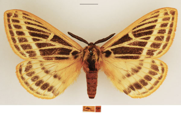 /filer/webapps/moths/media/images/P/pretoriae_Tissanga_AM_TMSA.jpg